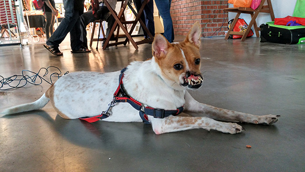 Despite the trauma that she went through, Happy’s zest for life is infectious.