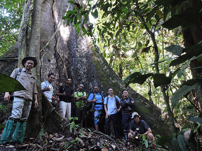 NATURE ATTRACTION:  A big tree of Shorea johorensis species estimated to be 80-100 years at the vicinity of Kawag Danum Rainforest Lodge in Lahad Datu.- Bernama pic 