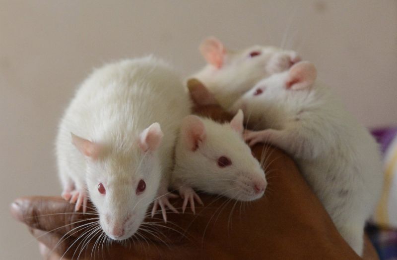 Australian Matthew Maloney, 25, was charged after filming himself biting the head off a live rat and posting the video on Facebook. Photo by AFP