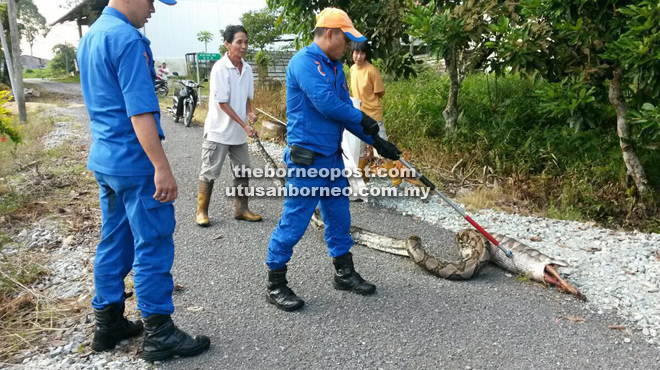 JPAM officials forcing the python to vomit out its prey – a dead dog.