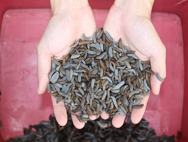 A handful (500gm) of PateeWorms.