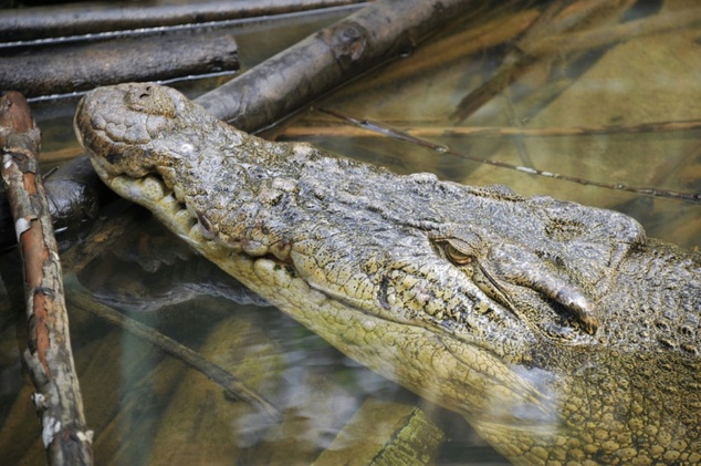 The huge Indonesian archipelago is home to a vast array of exotic wildlife, including several species of crocodile. Photo by AFP