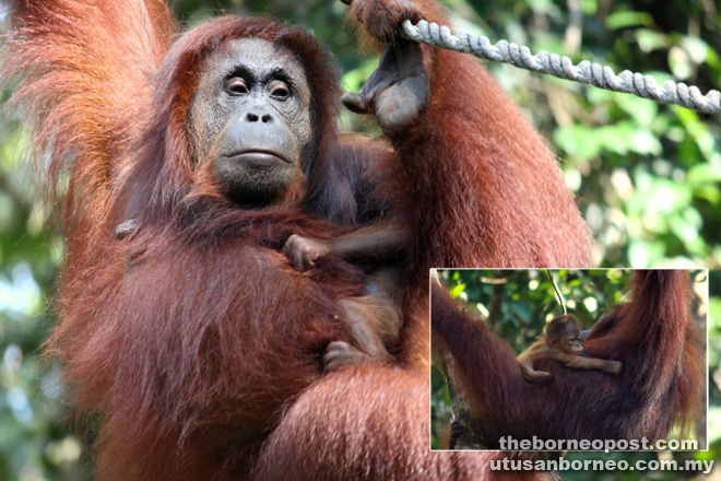 A protective Analisa clings closely to her new baby. ( Inset) The new baby orangutan makes its debut at the Semenggoh feeding platform.