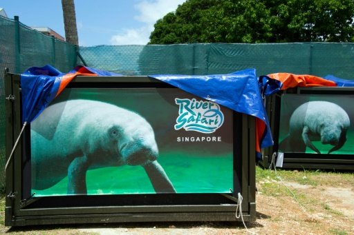 Two manatees -- Kai and Junior -- were relased into the Caribbean in August 2016 in a repopulation scheme -AFP photo