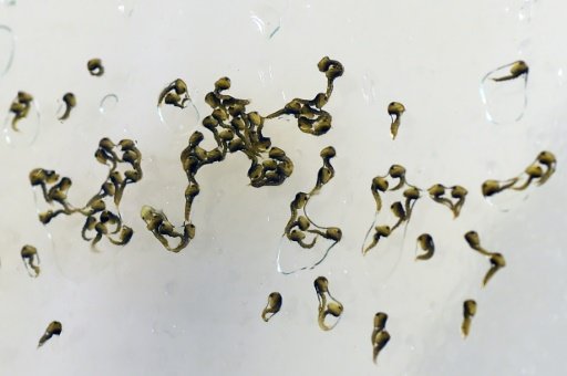 A view of Aedes aegypti mosquito larvae infected with the Wolbachia bacterium 