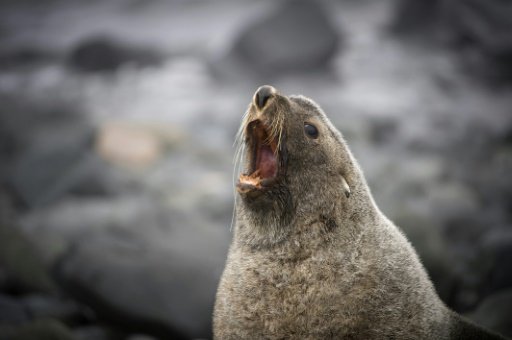 Under New South Wales state law, people should not be closer than 40 metres (131 feet) to an adult seal when it is on land, no closer than 10 metres in the water, and 80 metres from a pup -AFP photo