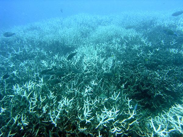 Reef bleaching has left behind ghostly white and barren reefs.