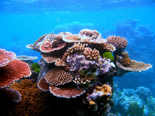 The resplendent colours of coral reefs are the result of the symbiotic zooxanthellae life that support the coral.