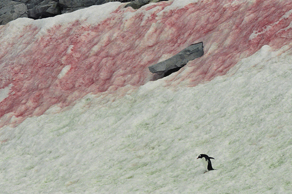 A penguin walks down a slope in Antarctica where red snow affected by algae can be seen.