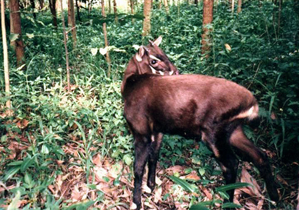 It is thought that the saola has been around for more than eight million years.