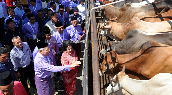 Najib and wife Datin Seri Rosmah Mansor visit checking out donated cows for distribution on the occasion of Aidiladha after launching the Pekan Umno division meeting. — Bernama photo