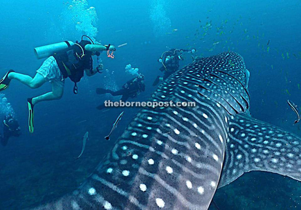 Divers thrill seeing the whale shark also found in abundance in Miri water.