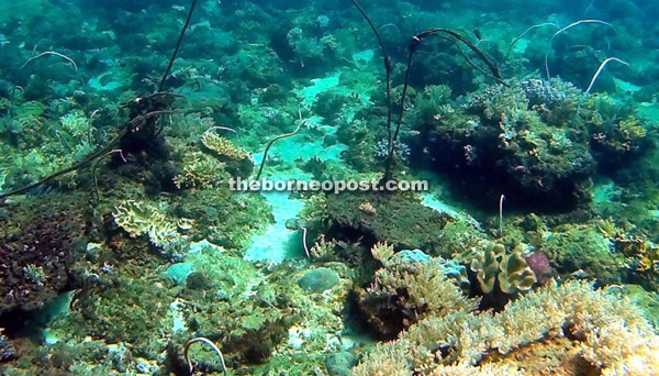 Signs of coral bleaching