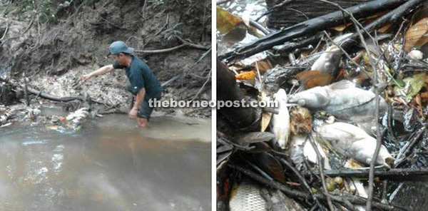 A photo combo of the dead fish in Sungai Lamah that went viral on the Internet. 