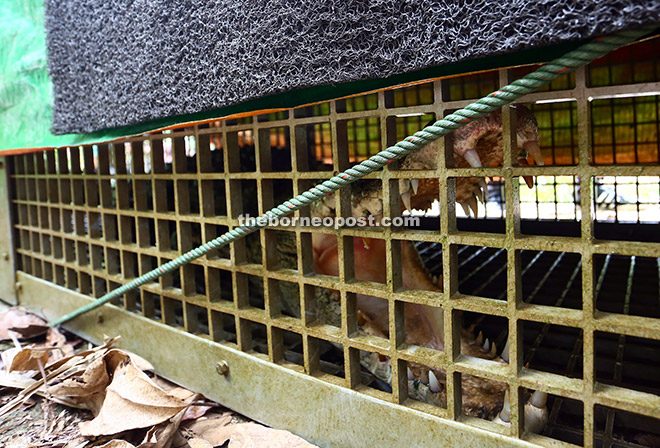 The powerful jaws of the crocodile caught near Kampung Rayu. — Photo by Rais Sanusi