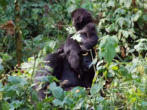 Threatened with extinction, some of the world's last remaining mountain gorillas live on either side of the border between Rwanda and DR Congo, as well as in Uganda - AFP File Photo/Albert Kambale