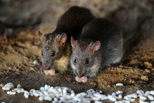 Jakarta is offering residents $1.50 for every rat they catch, but has urged people to refrain from using firearms - AFP Photo/File