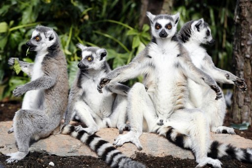 The iconic ring-tailed lemurs are probably the most widely recognised amongst around 100 known species in Madagascar. - ANP/AFP/File 