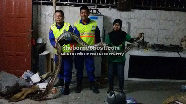 Enggu (left) and his APM personnel with the 15-foot python captured at a house in Taman Pulo Bunga.