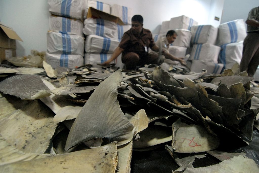 shark-fins