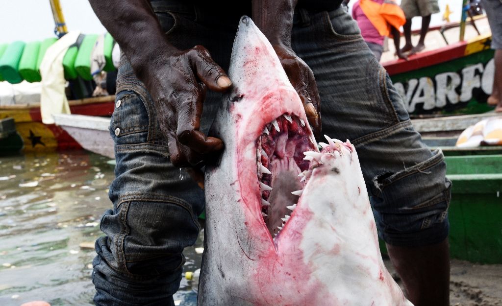 Sharks may elicit less sympathy than elephants or rhinos, but experts say the feared predators are under fierce pressure from unmanaged commercial fishing. AFP Photo