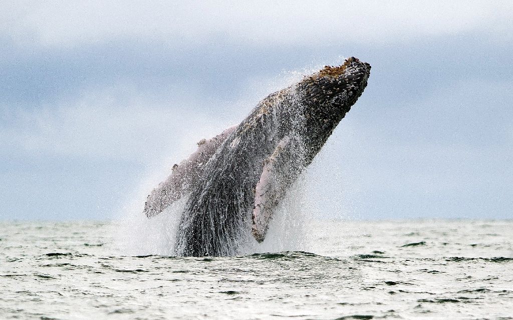 Many whale species were hunted to near extinction in the 20th century for their meat, oil and blubber. AFP File Photo