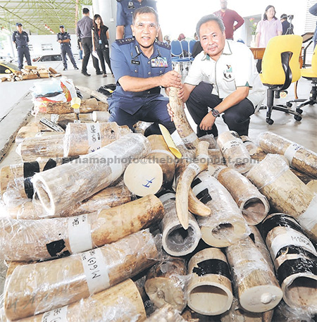 Chik Omar (left) showing the seized ivory tusks. — Bernama photo