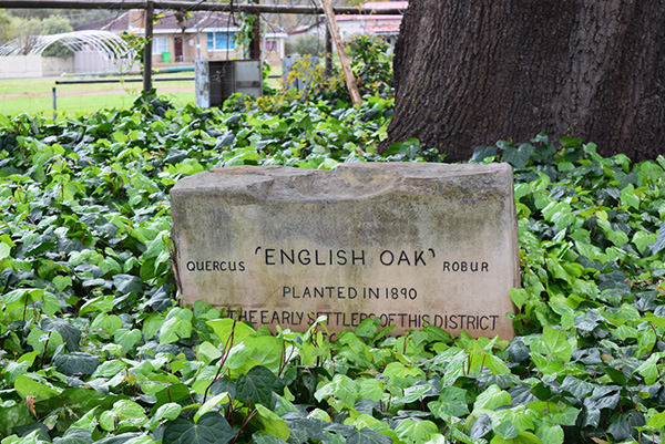 Plaque of the Old English Oak Tree.