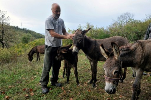  Montenegrin Darko Saveljic stands next to his donkeys near the village of Gradina Martinicka. - AFP