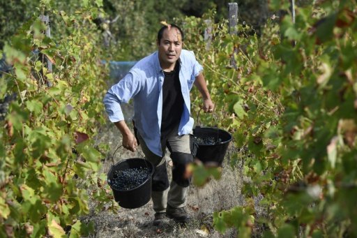 Japanese winegrower Hirotake Ooka works in his vineyard in Saint Peray near Valence, southeastern France. AFP/Sandra Laffont