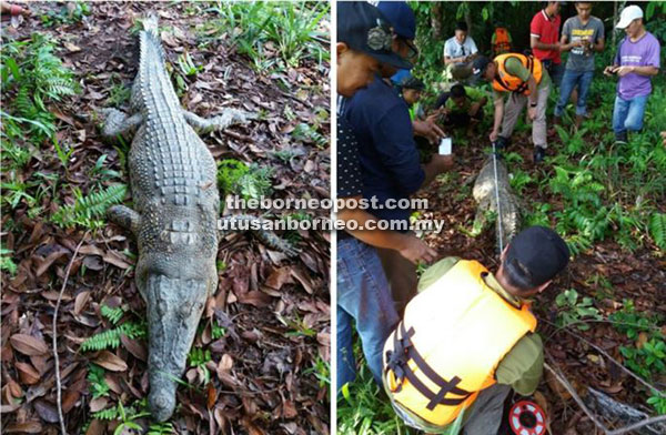 The 2.8-metre-long crocodile snared from Sungai Oya.