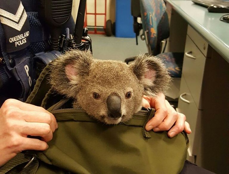 A police officer takes care of a baby koala in Brisbane after it was found hidden in the bag of a woman they arrested on an unrelated matter. AFP Photo