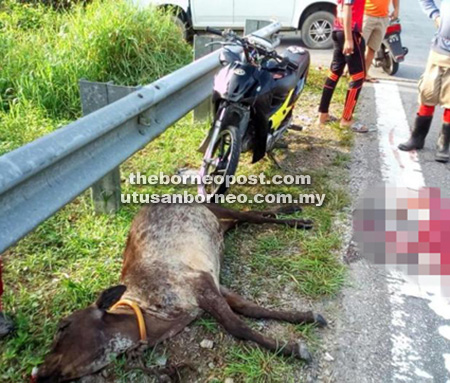 LANGGAR LEMBU: Lembu mati di tepi Jalan Nyabor-Sessang selepas dipercayai dirempuh penunggang motosikal yang turut cedera parah.