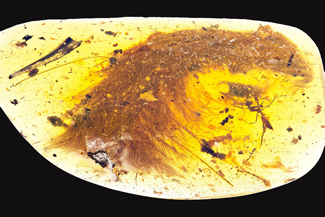 A chunk of amber – fossilised resin – spotted by a Chinese scientist in a market in Myitkyina, Myanmar, last year shows the tip of a preserved dinosaur tail section in this image released by the Royal Saskatchewan Museum in Canada. — Reuters photo