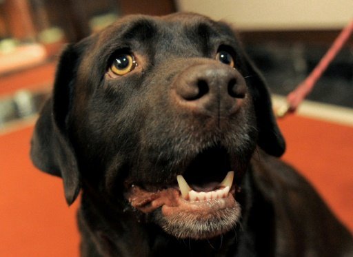 "By mimicking the way a dog sniffs, we can improve the performance of commercial trace vapour detection systems," study co-author Matthew Staymates of the National Institute of Standards and Technology, told AFP -AFP photo