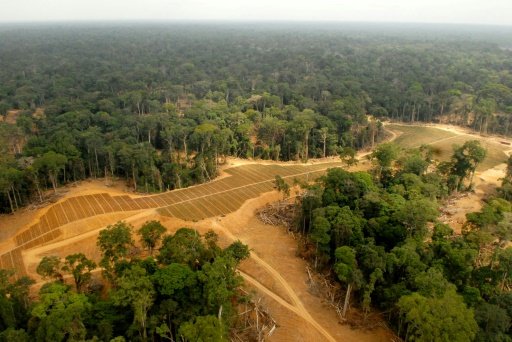 Its lower cost has made it popular in commercial food production, but after being blamed for deforestation in Asia, palm oil plantations are now getting a similar rap in Africa - AFP File