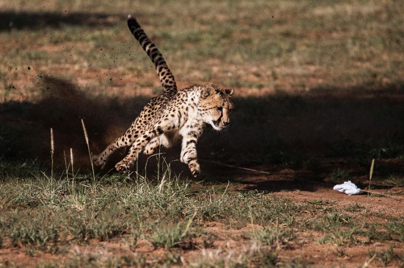 A captive cheetah at a Conservation Fund in Otjiwarongo, Namibia. AFP Photo