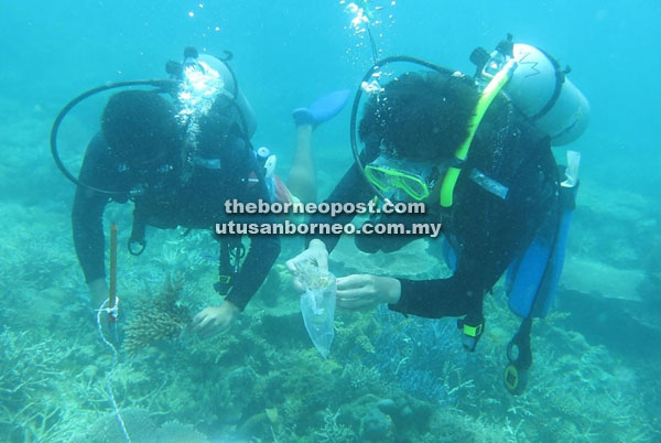 Researchers collecting samples of staghorn corals from Sabah’s waters for species identification.