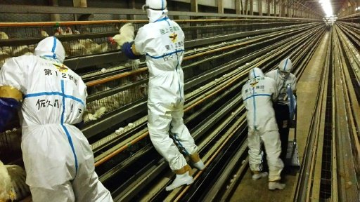 Japan's military is assissting in a second mass cull of poultry as the country suffers an avian flu outbreak. - AFP Photo