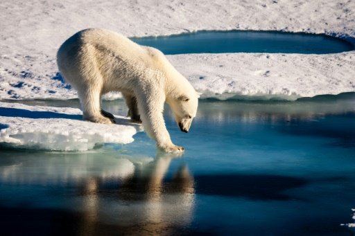 There is a 70% chance that the global polar bear population, estimated at 26,000, will decline by more than 30% over the next 35 years, according to the latest assessment. - AFP File Photo
