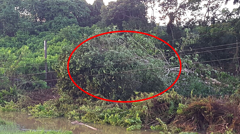 The fallen tree that damaged the 33kV lines.