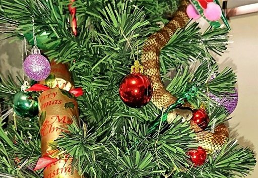 A tiger snake attempting to disguise itself as tinsel on a Christmas tree in a Melbourne home. AFP Photo