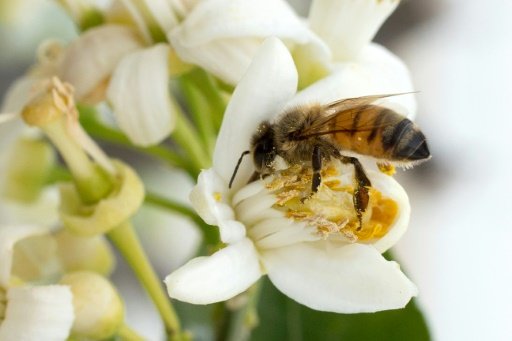 A report by biologists at the University of Sussex concluded that the threat posed to bees by neonicotinoid pesticides was greater than perceived in 2013 when the EU adopted a partial ban by Mariëtte LE ROUX -AFP photo