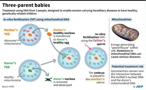 Explanation of IVF using mitochondrial DNA donation, which is designed to allow women carriers of hereditary diseases to have healthy, genetically-related children -AFP photo