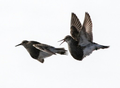 A handout photo released on January 9, 2017 by Nature shows two male pectoral sandpipers flying between distant breeding sites to mate with as many females as possible within a single breeding season -AFP photo