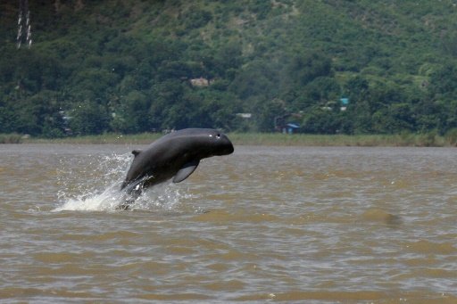 An Irrawaddy river dolphin is seen jumping in the water near Mandalay, Myanmar. - AFP Photo