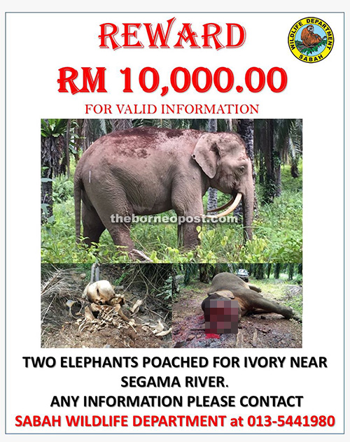 The banner from Sabah Wildlife Department offering a RM10,000 reward for val-id information concerning the killing of two wild bull elephants at a Forest Reserve near Segama late last year.