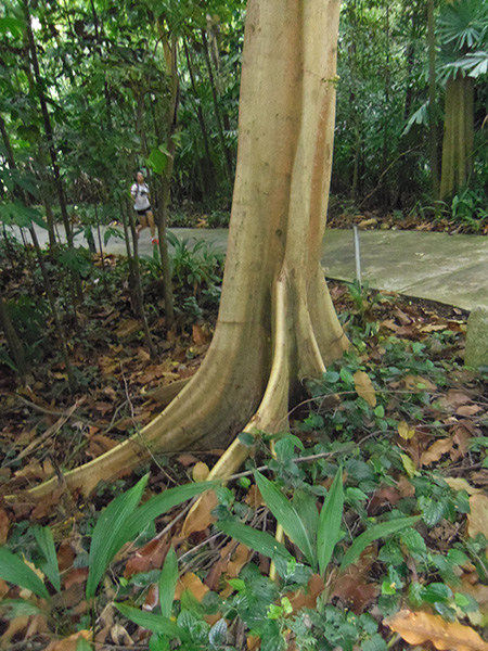 The buttress roots of the Temak tree could be what gave Bukit Timah its name.