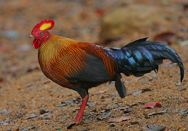 Cockerels tend to have more resplendent and colourful plumage than hens.