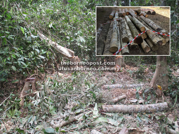 Site of the illegal felling operation. (Inset) Some of the short logs seized  at Jalan Stabau, Salim. 
